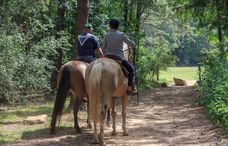 Horses on the trail
