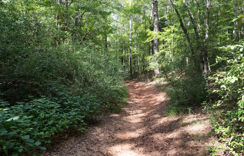 Trail in the spring