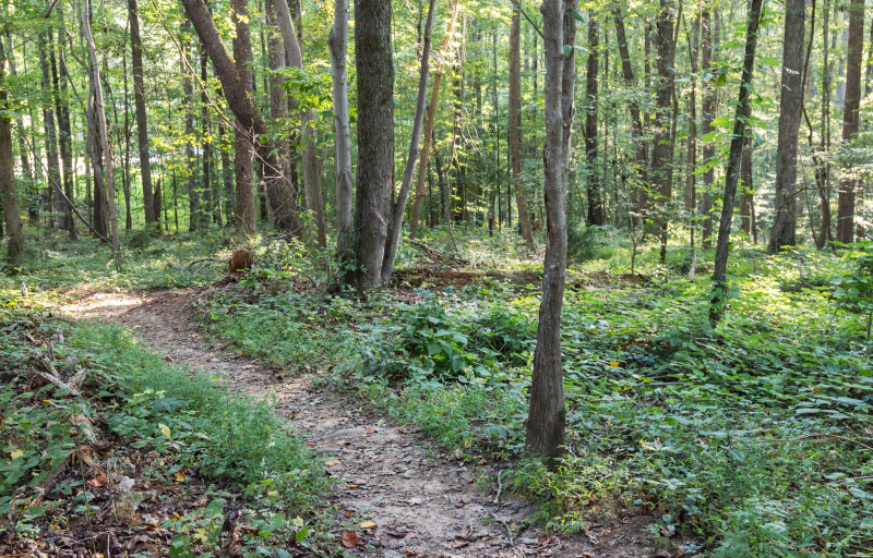 Trail at Croft