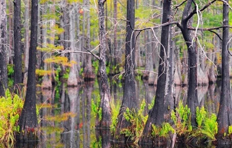 A view of cypress trees growing right out of the water