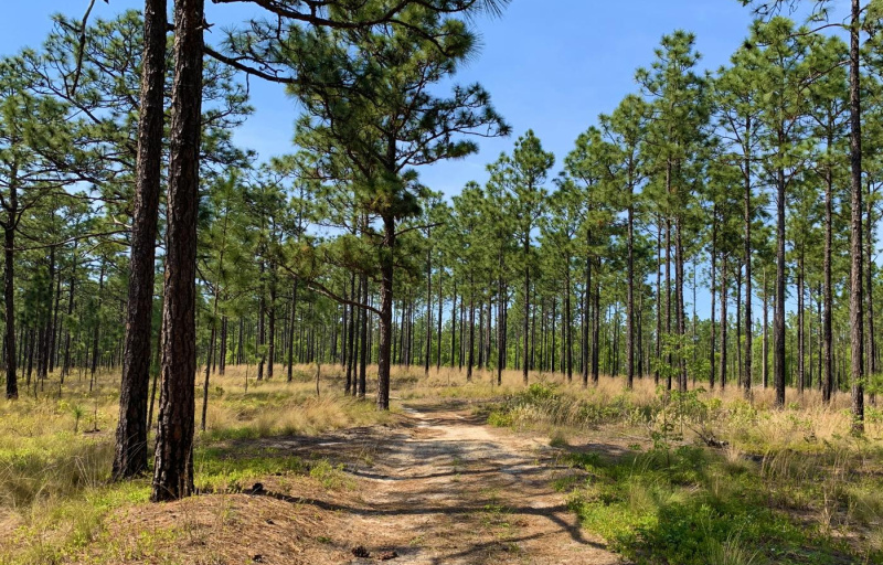 A view of the trail that meanders through a pine forest