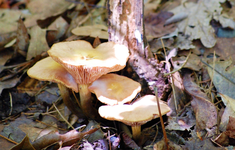 Mushrooms on the ground