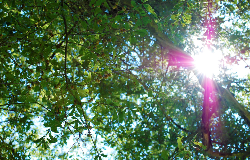 Light coming through the trees