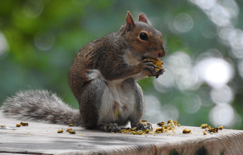 Squirrel snacking 