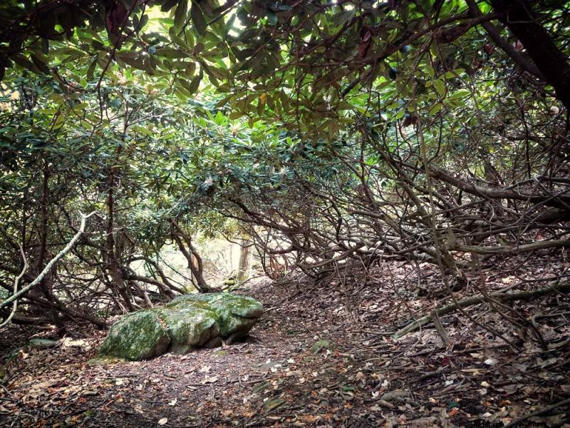 Rhododendron
