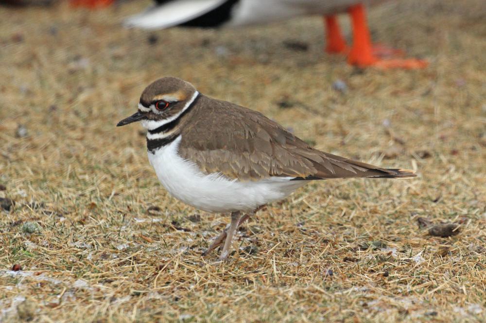 Crooked River Wetlands Complex Kids in Parks