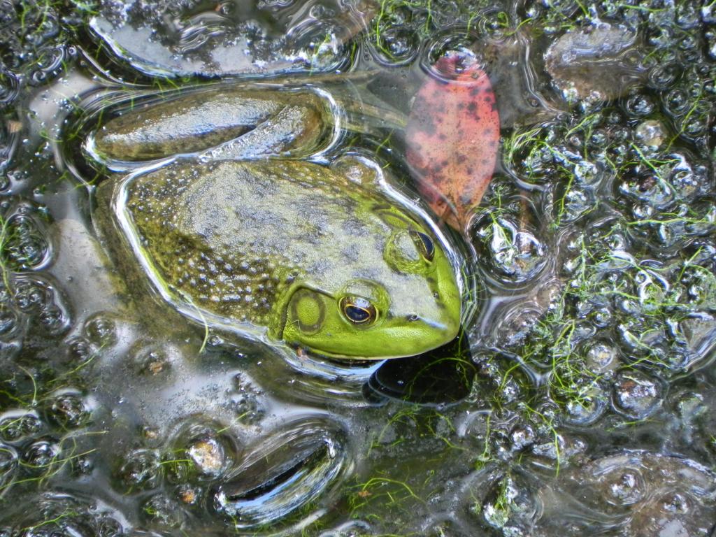 Bullfrog