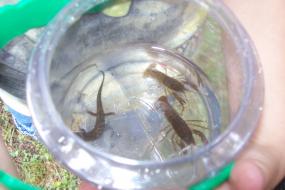 Bucket with two crayfish and a salamander inside