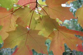 Maple leaves in autumn