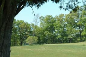 Field behind a shade tree