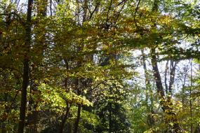 Path through trees covered in fallen leaves