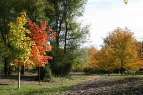 Red and yellow fall foliage