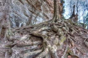 Tree with twisting exposed roots next to cliff