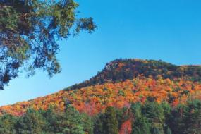 Bright fall colors on the mountain