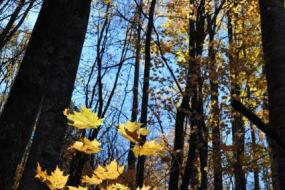 Fall colors in the forest