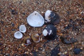 Fresh water mussel shells