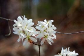 White flowers