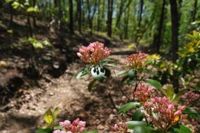 Pink mountain laurel buds