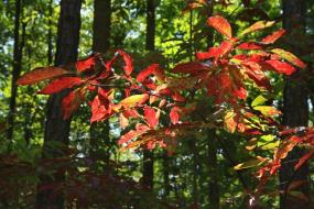Red leaves in fall