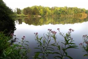 Flowers and trees reflecting in the lake