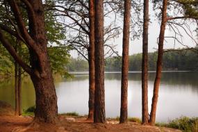 View of lake through trees