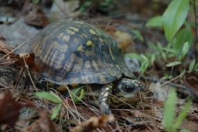 Box turtle