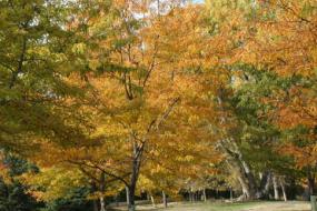 Mulch path through autumn foliage