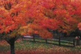Red fall foliage