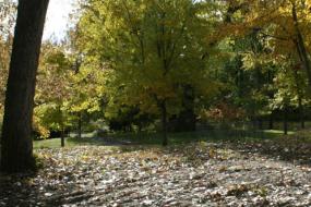 Sunlight streaming through fall foliage