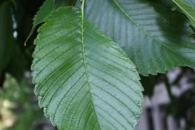 close up of a green american elm leaf