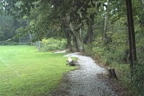 Gravel trail under trees