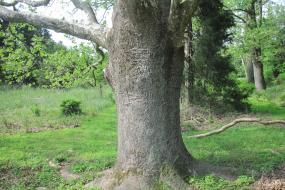 Trunk of a large sycamore tree