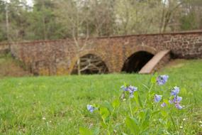 Bluebell flowers in front of stone bridge