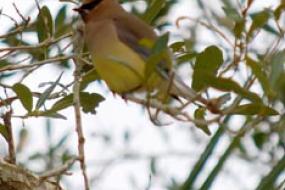 close up of a cedar waxwing bird