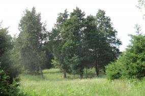 A stand of cedar trees in a field