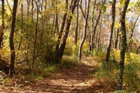 Forest trail in fall