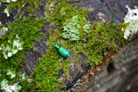 Six-spotted tiger beetle