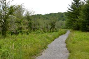 Gravel path through meadow