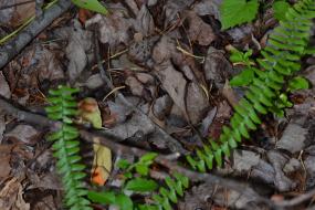 Ferns on forest floor