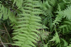 Bed of ferns
