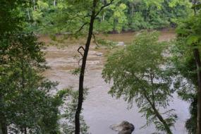 View of the Cape Fear River through the trees