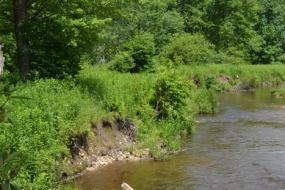 Green banks of the creek