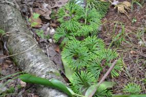 Fan clubmoss