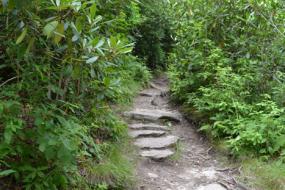 Rocky path surrounded by rhododendron