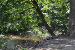 Tree leaning over creek