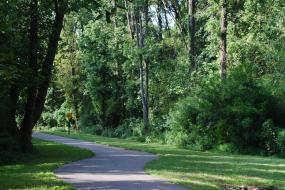Paved path through woods