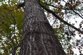 View up the trunk of a tall tree