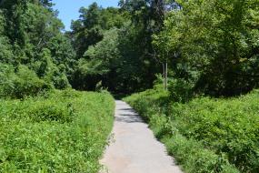 Paved path through dense vegetation