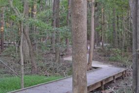 Boardwalk through the woods