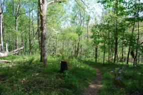 New River State Park TRACK Trail in the woods